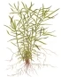 Preview: Heteranthera zosterifolia 1-2-Grow! In Vitro Tropica